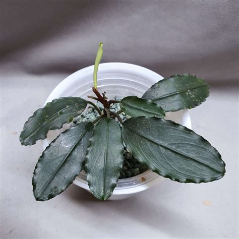 bucephalandra hermes|bucephalandra.